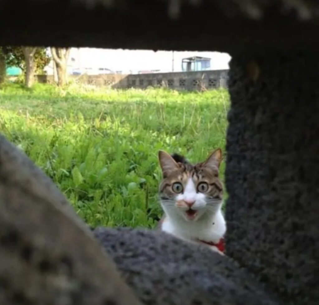 gatto buco nella roccia