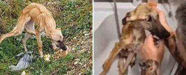 Cane viene salvato da un uomo e comincia a credere nell’amore