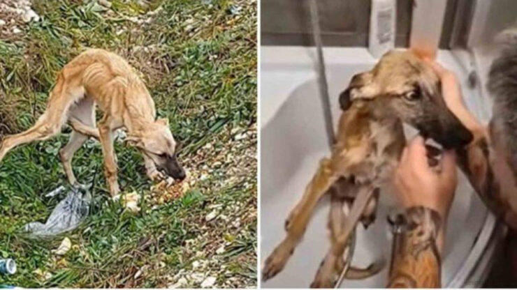 Cane viene salvato da un uomo e comincia a credere nell’amore