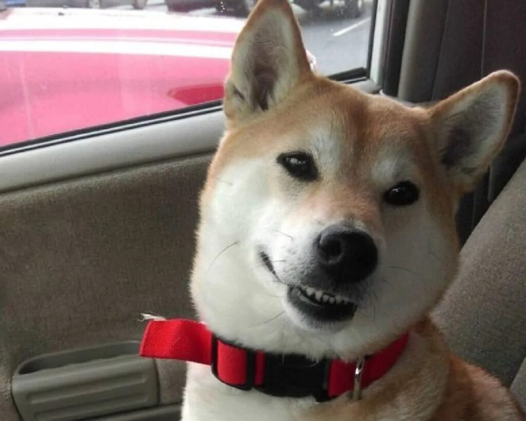 cane sorriso amaro