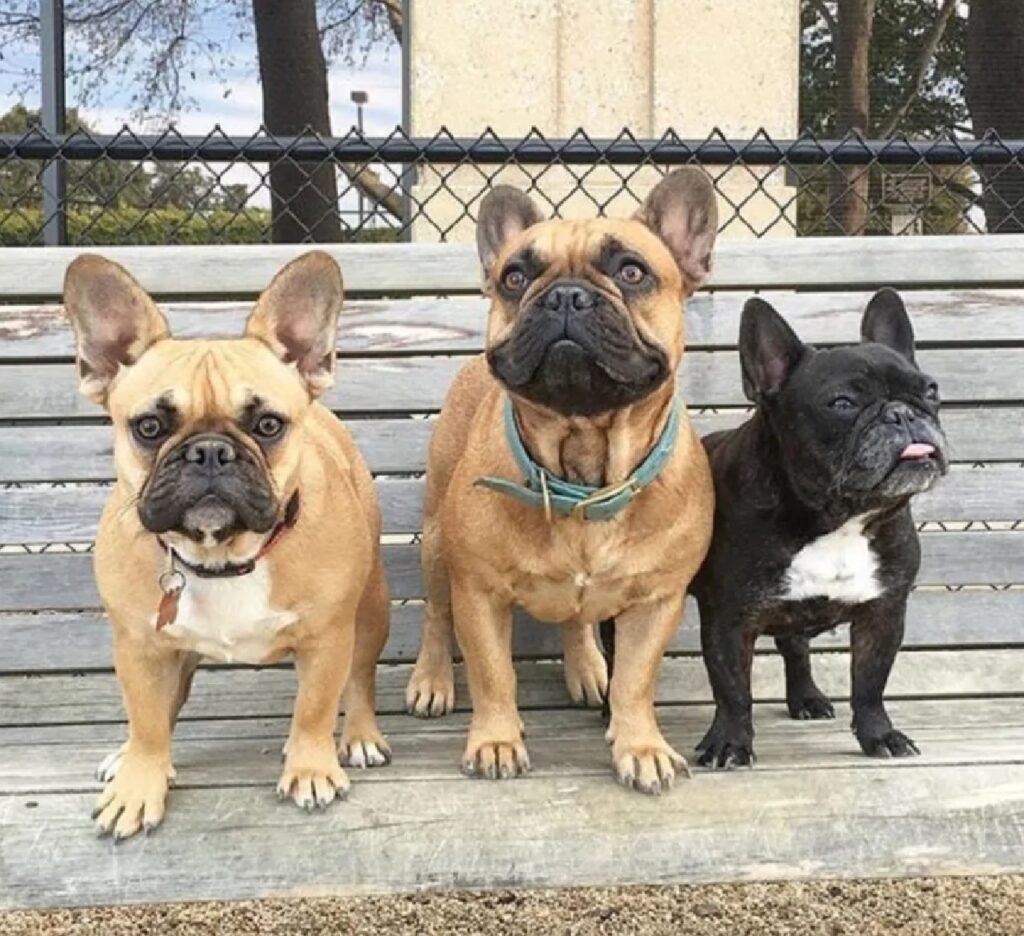 tre cani sulla panca