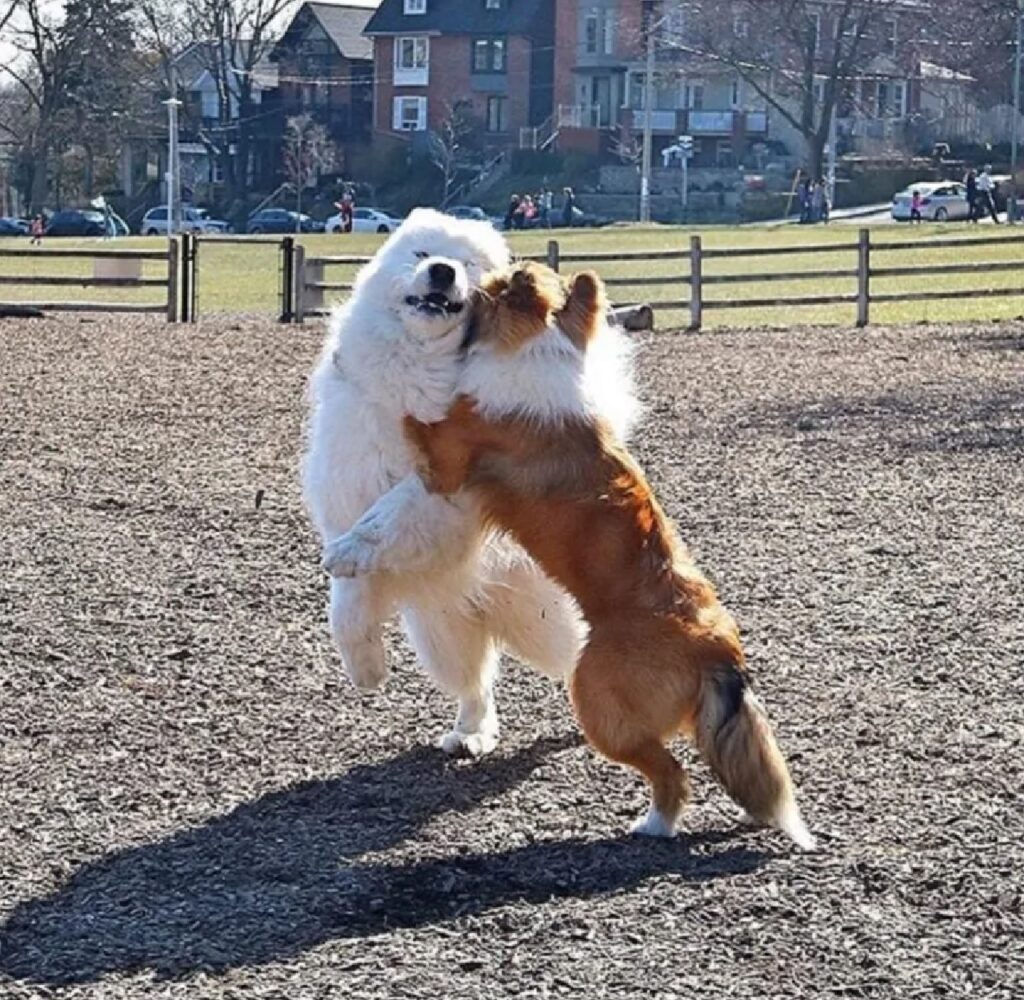 cani giocano al parco