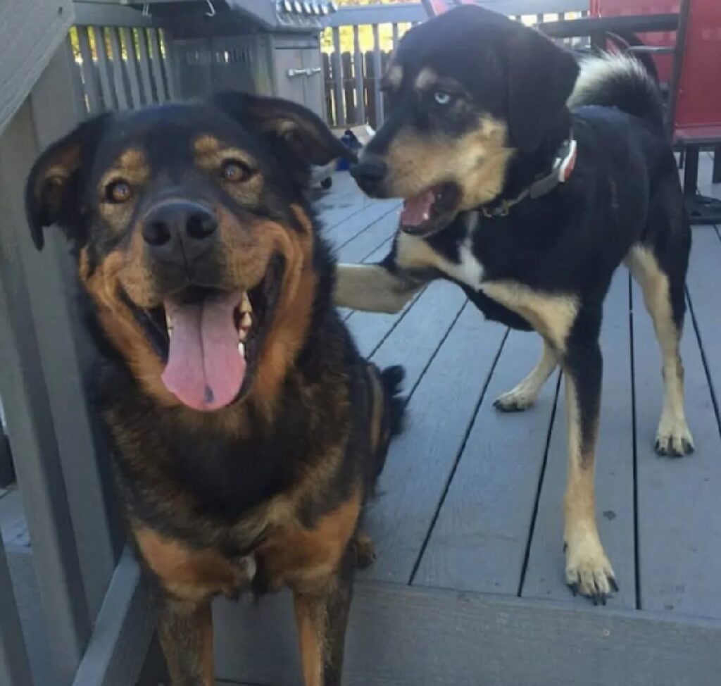 cane mette zampa su schiena dell'altro