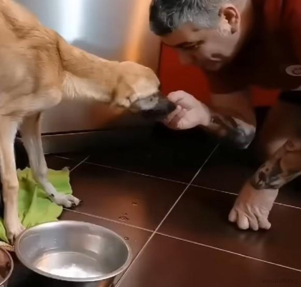 Adesso il cane è felice e viene amato dalla sua nuova famiglia 