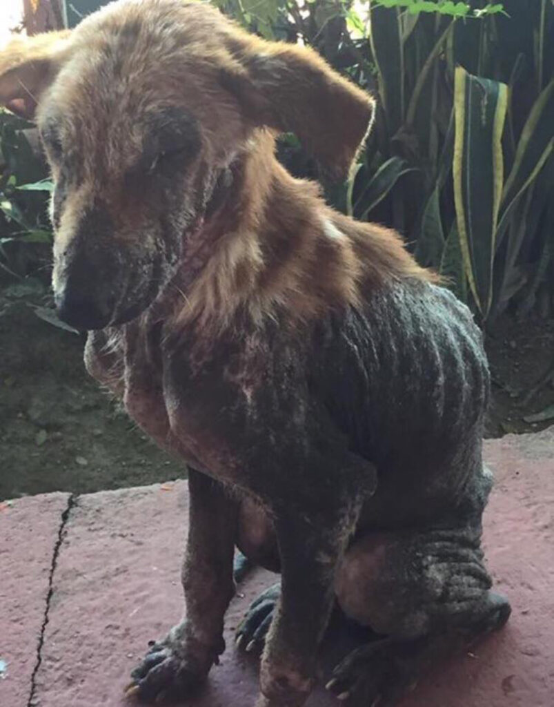 Il cane viene notato solo da una donna che gli da da mangiare