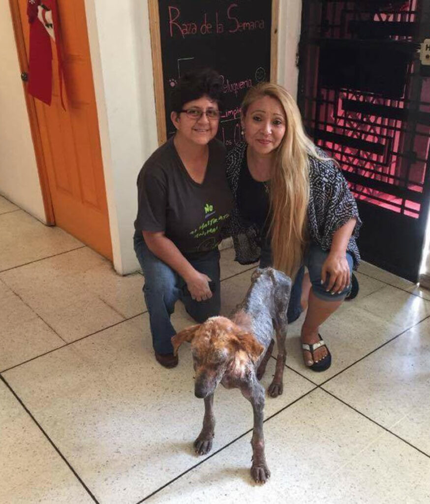 Il cane è stato affidato alle cure di un centro