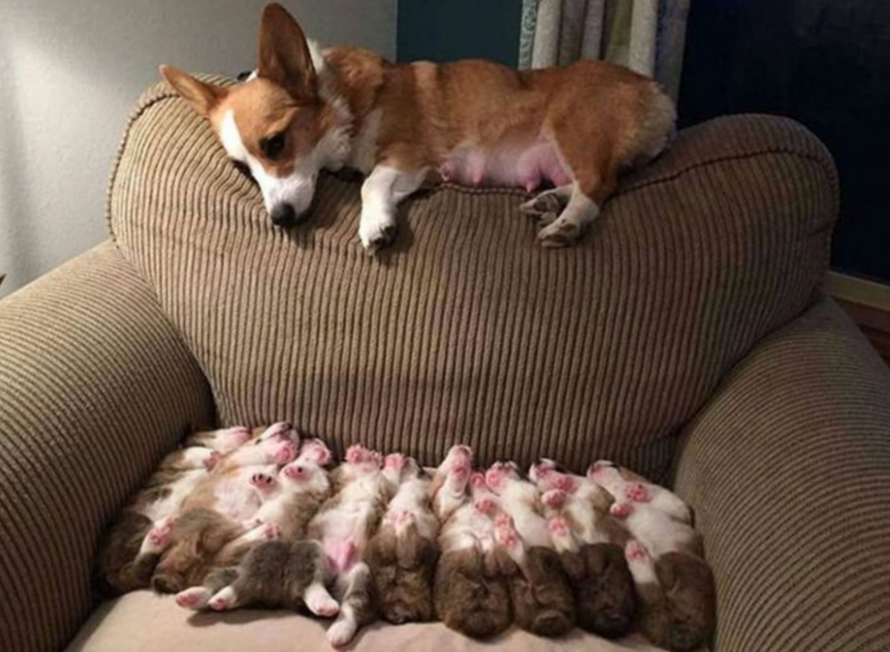 Corgi e I suoi figli