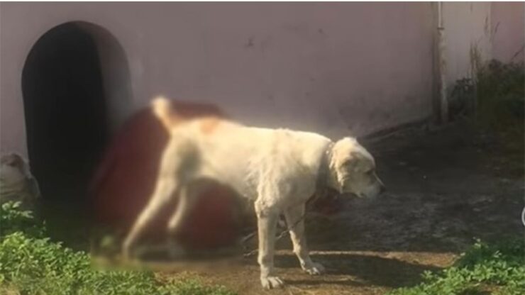 Batus, il cane abbandonato perchè aveva la rabbia