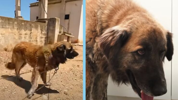 Bruno è un Leonberger