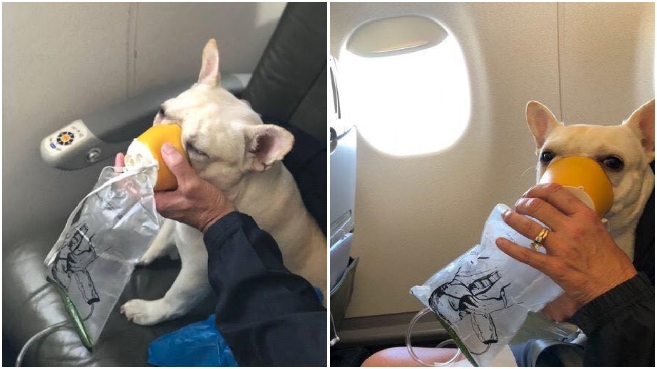 Bulldog Francese viaggia in aereo e si sente male