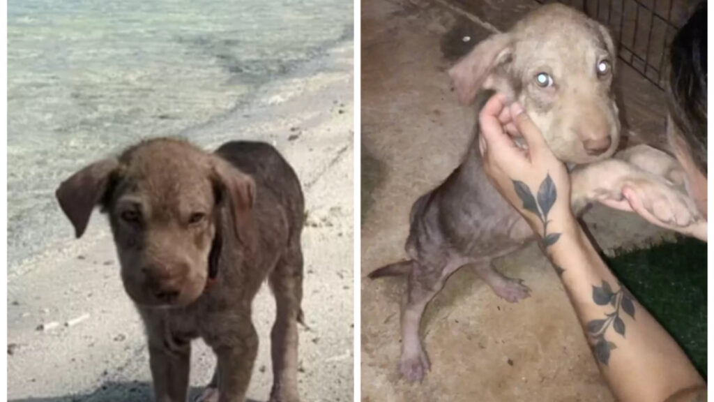 Cucciolo viene abbandonato nella spiaggia di Saipan 