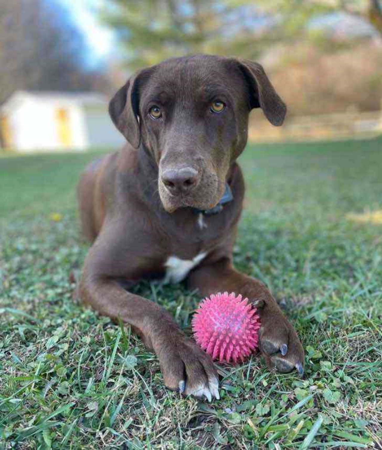 Cagnolina aspetta il proprietario che ritorna da lavoro