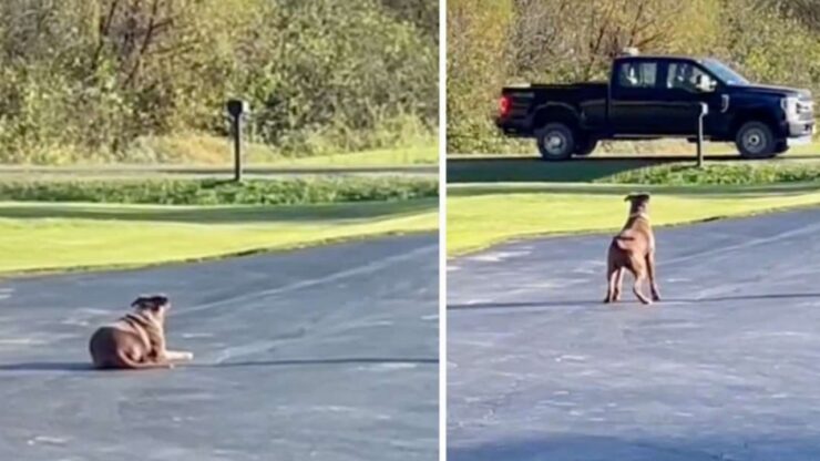 Cagnolina aspetta il proprietario che ritorna da lavoro