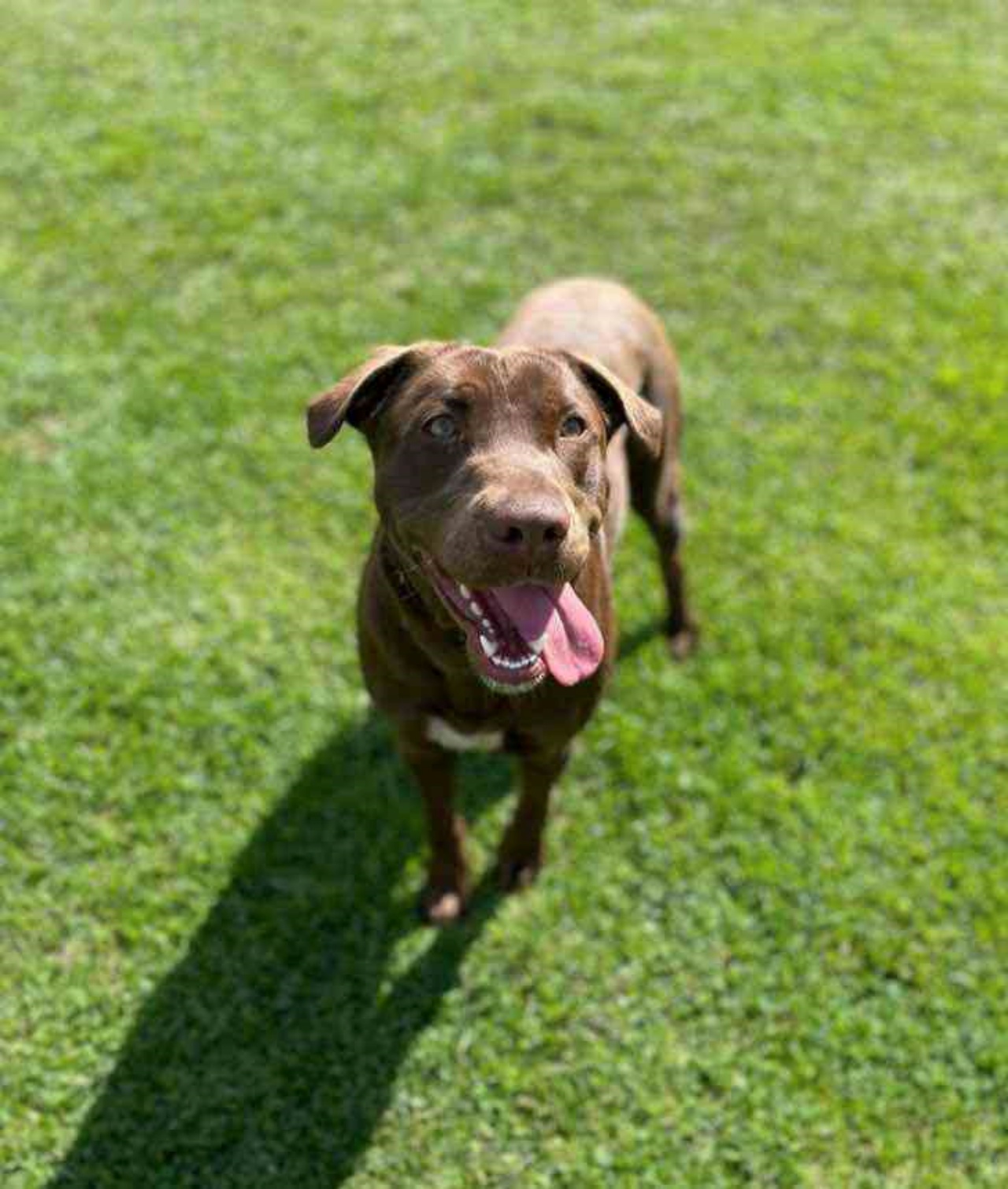 Cagnolina aspetta il proprietario che ritorna da lavoro