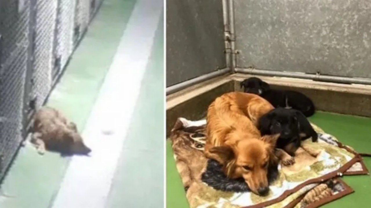 Cagnolina consola i cuccioli che piangevano