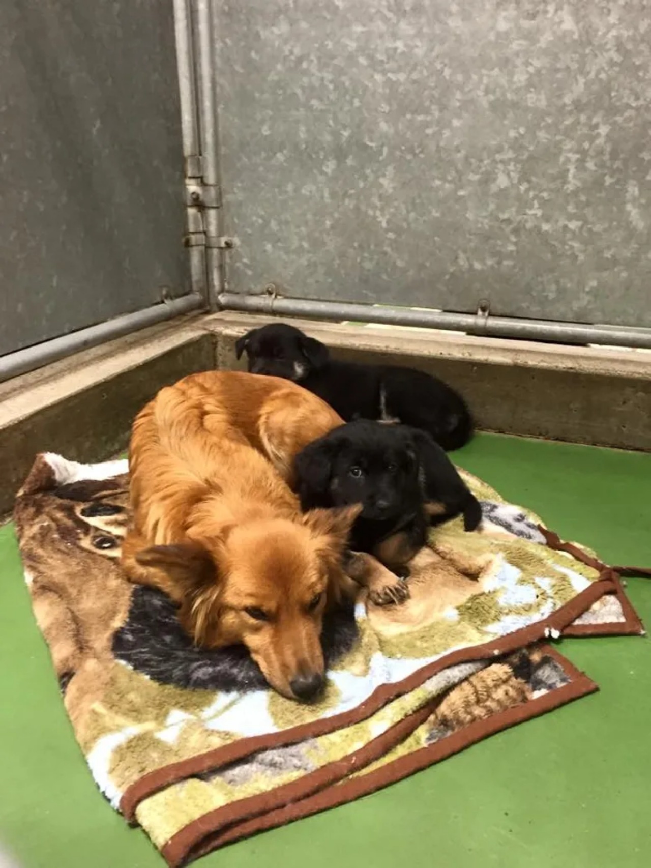 Cagnolina consola i cuccioli che piangevano