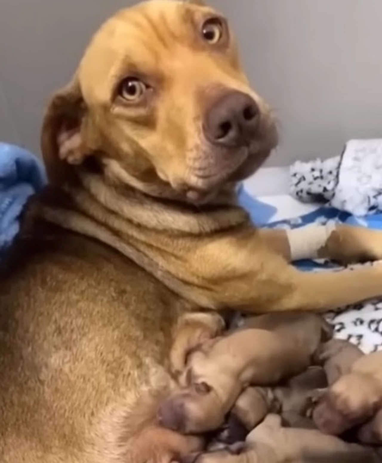 Cagnolina incinta chiede aiuto ad un veterinario