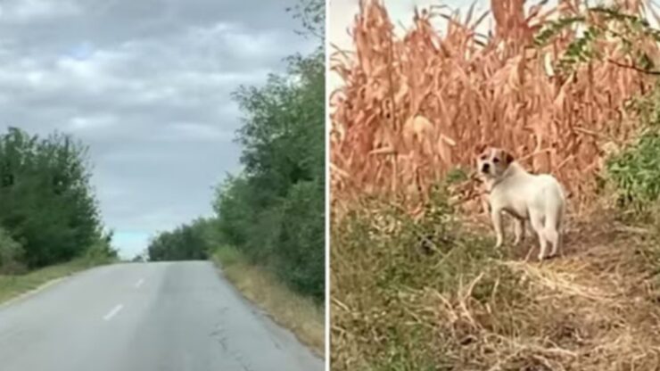 Cagnolina temeva la tempesta e si rifugia nelle mani di un volontario