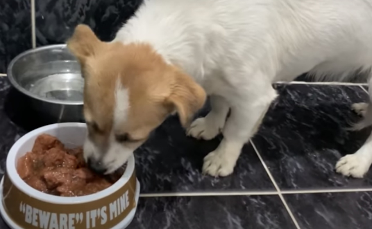 Cagnolina temeva la tempesta e si rifugia nelle mani di un volontario