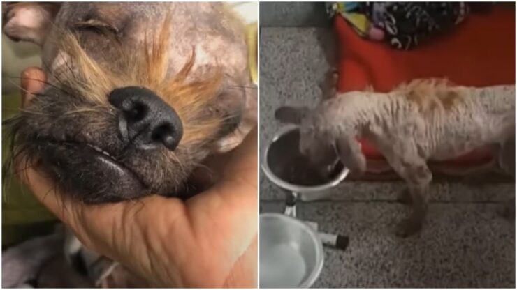 Cagnolino con una vita difficile, aiutato dai volontari