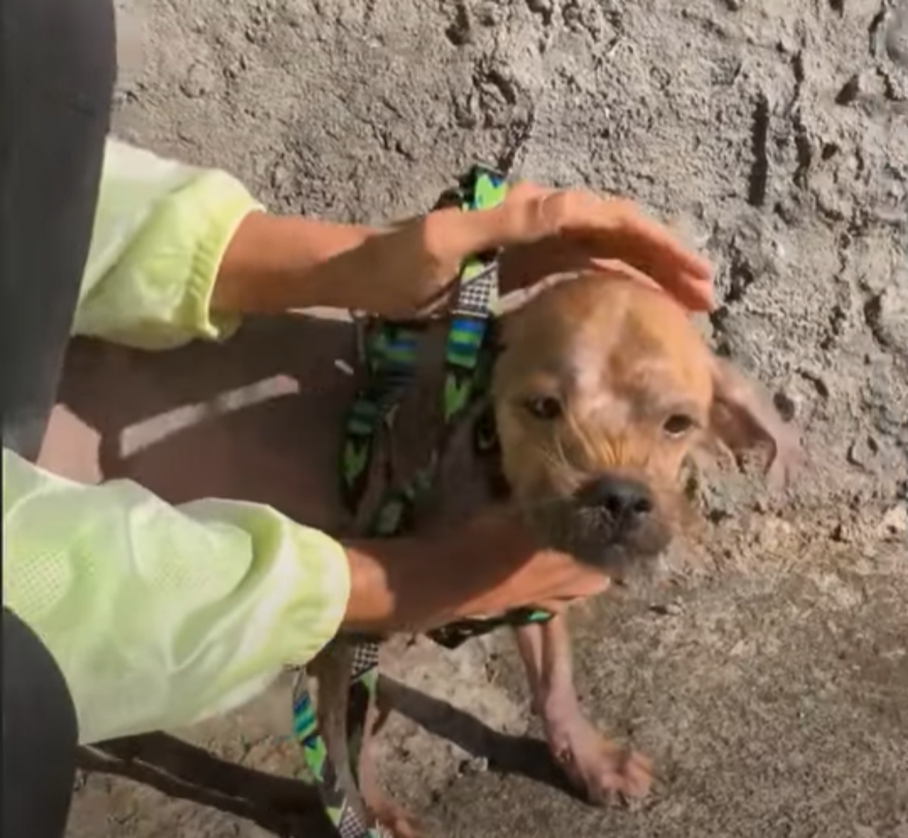 Cagnolino con una vita difficile, aiutato dai volontari