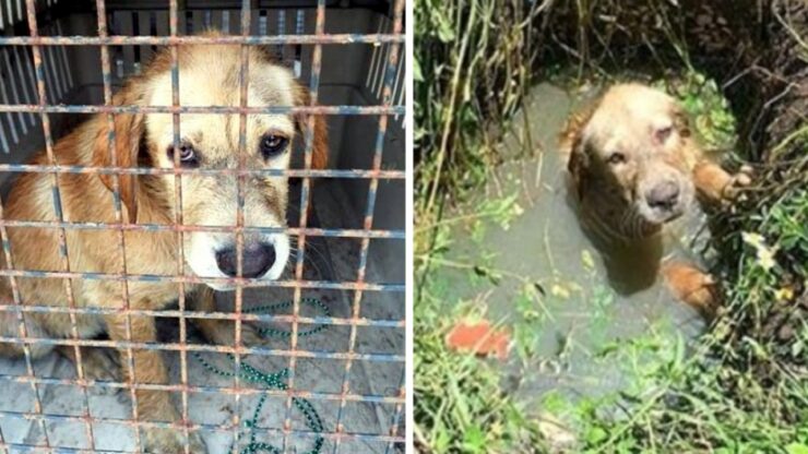 Cagnolino salvato dal poliziotto da una fossa piena d'acqua