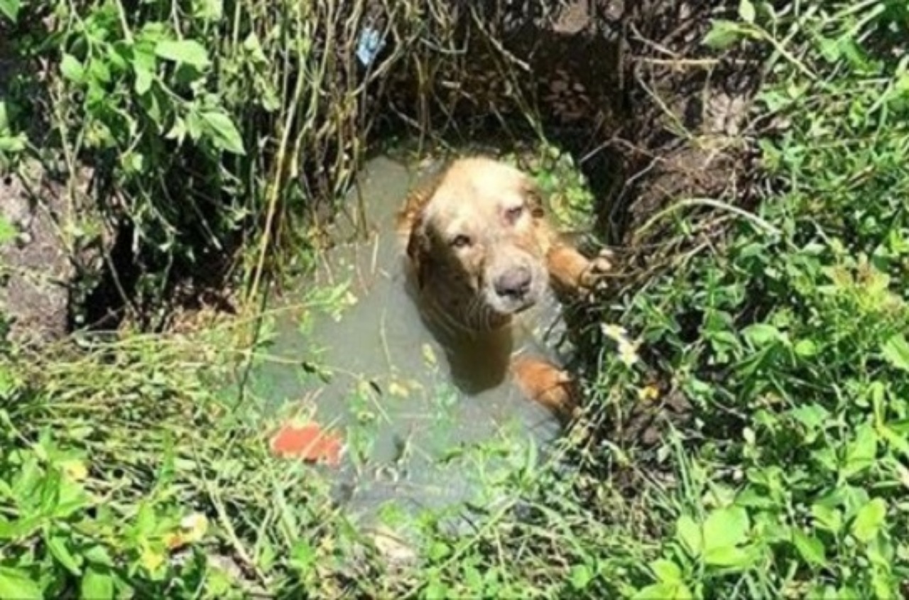 Cagnolino salvato dal poliziotto da una fossa piena d'acqua