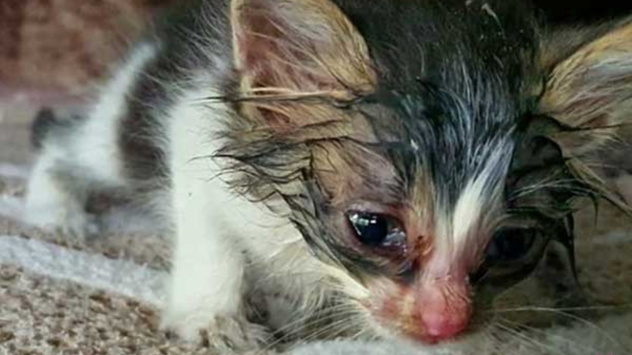 Camionista trova un gattino per strada e lo adotta