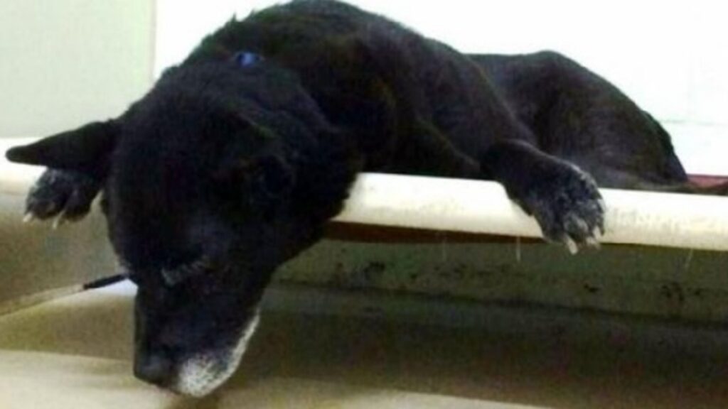 Cane anziano non smette di piangere perché abbandonato