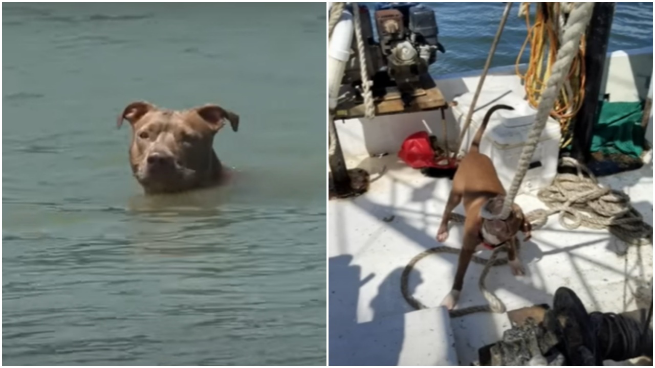 Cane cade da un peschereccio ma nuota per sei miglia e si salva la vita
