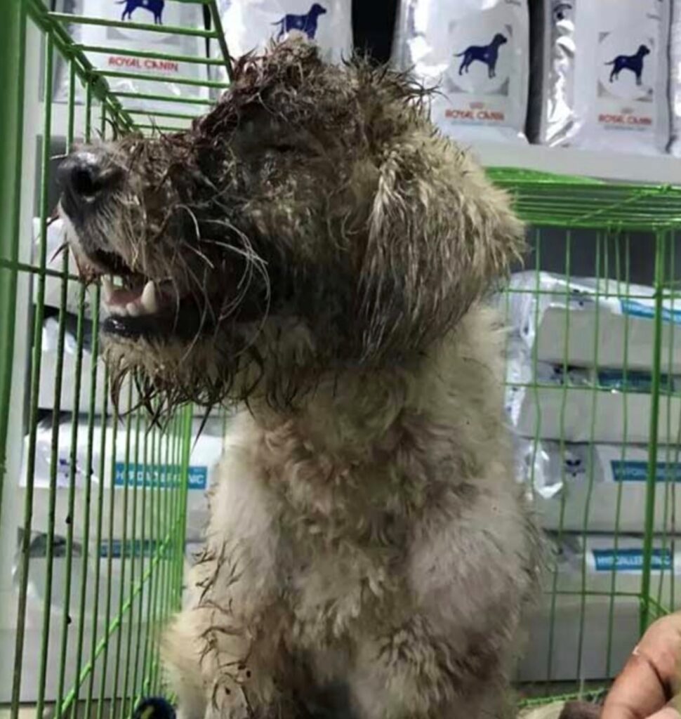 Appena portato in salvo, il cane è stato visitato dal veterinario