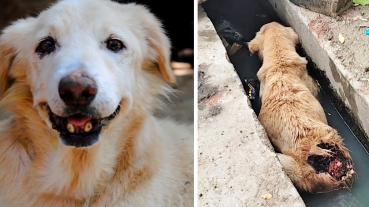 Cane in uno scarico fognario salvato dai volontari di un rifugio