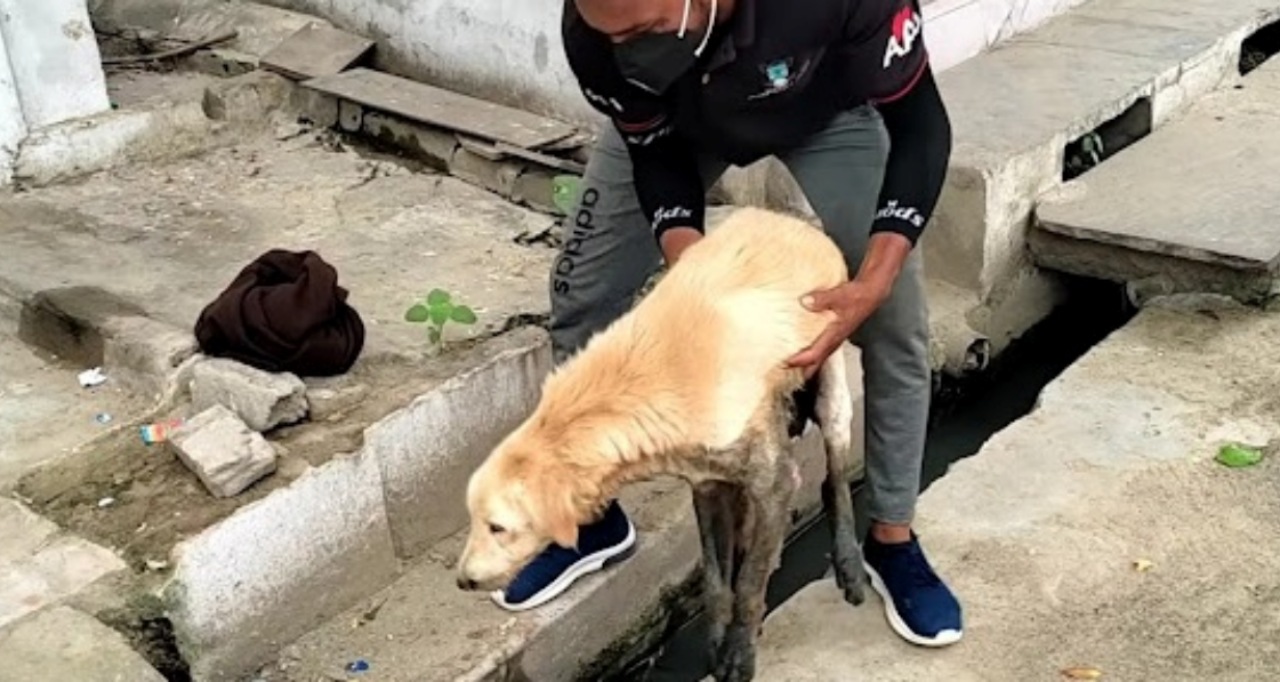 Cane in uno scarico fognario salvato dai volontari di un rifugio