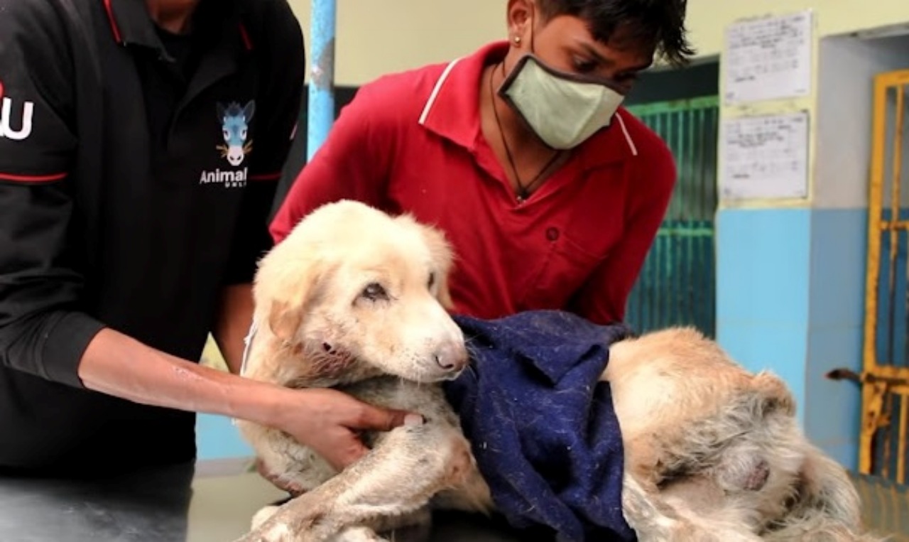 Cane in uno scarico fognario salvato dai volontari di un rifugio