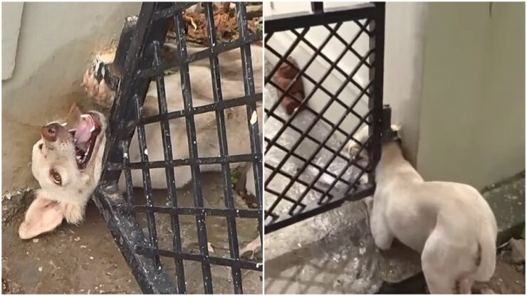 Cane incastra la testa nel cancello, ma i soccorritori gli salvano la vita