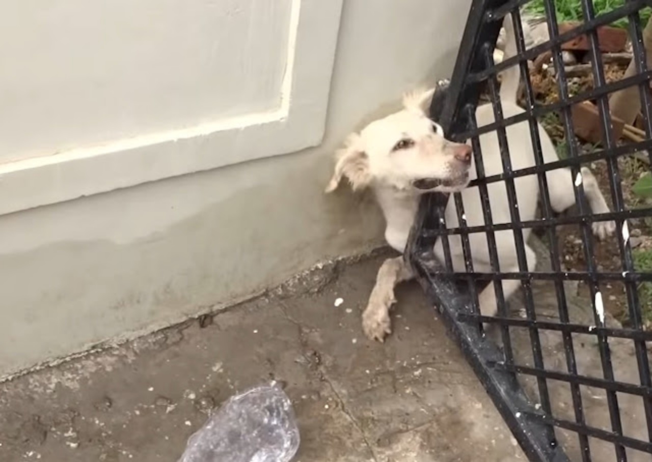 Cane incastra la testa nel cancello, ma i soccorritori gli salvano la vita
