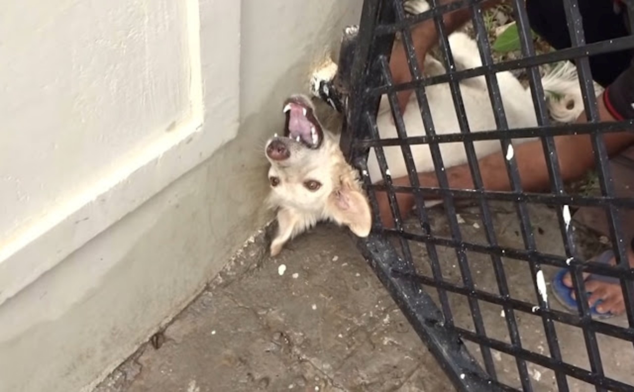 Cane incastra la testa nel cancello, ma i soccorritori gli salvano la vita