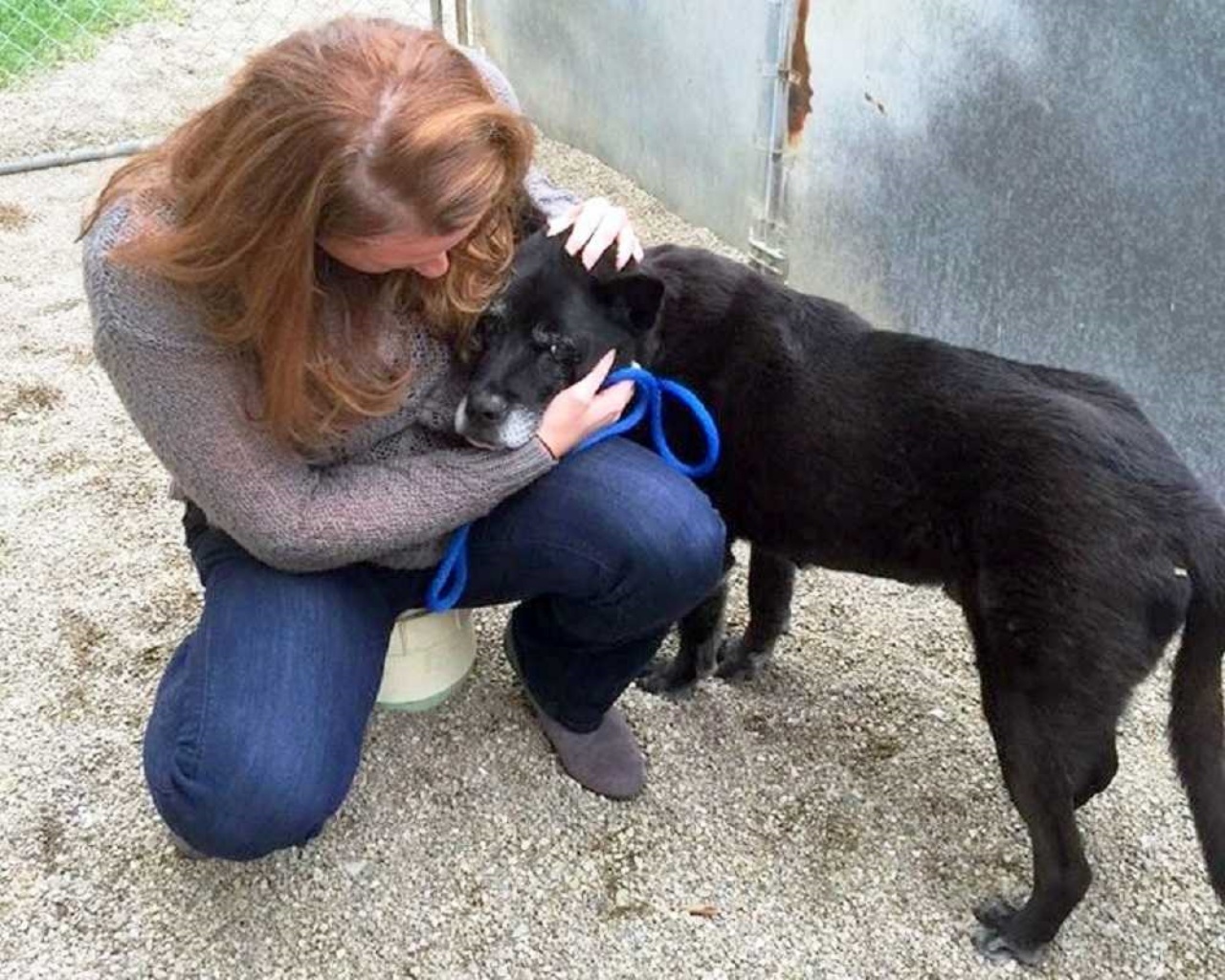 Cane inizia a piangere dopo essere stato abbandonato