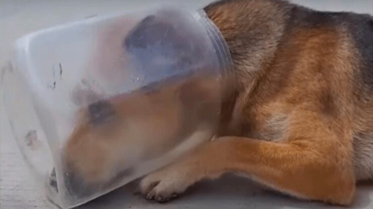 Cane rimasto incastrato con la testa in un barattolo, salvato dai volontari