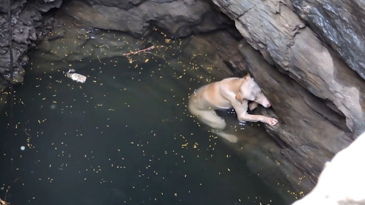 Cane salvato dai soccorritori dopo essere caduto in una fossa