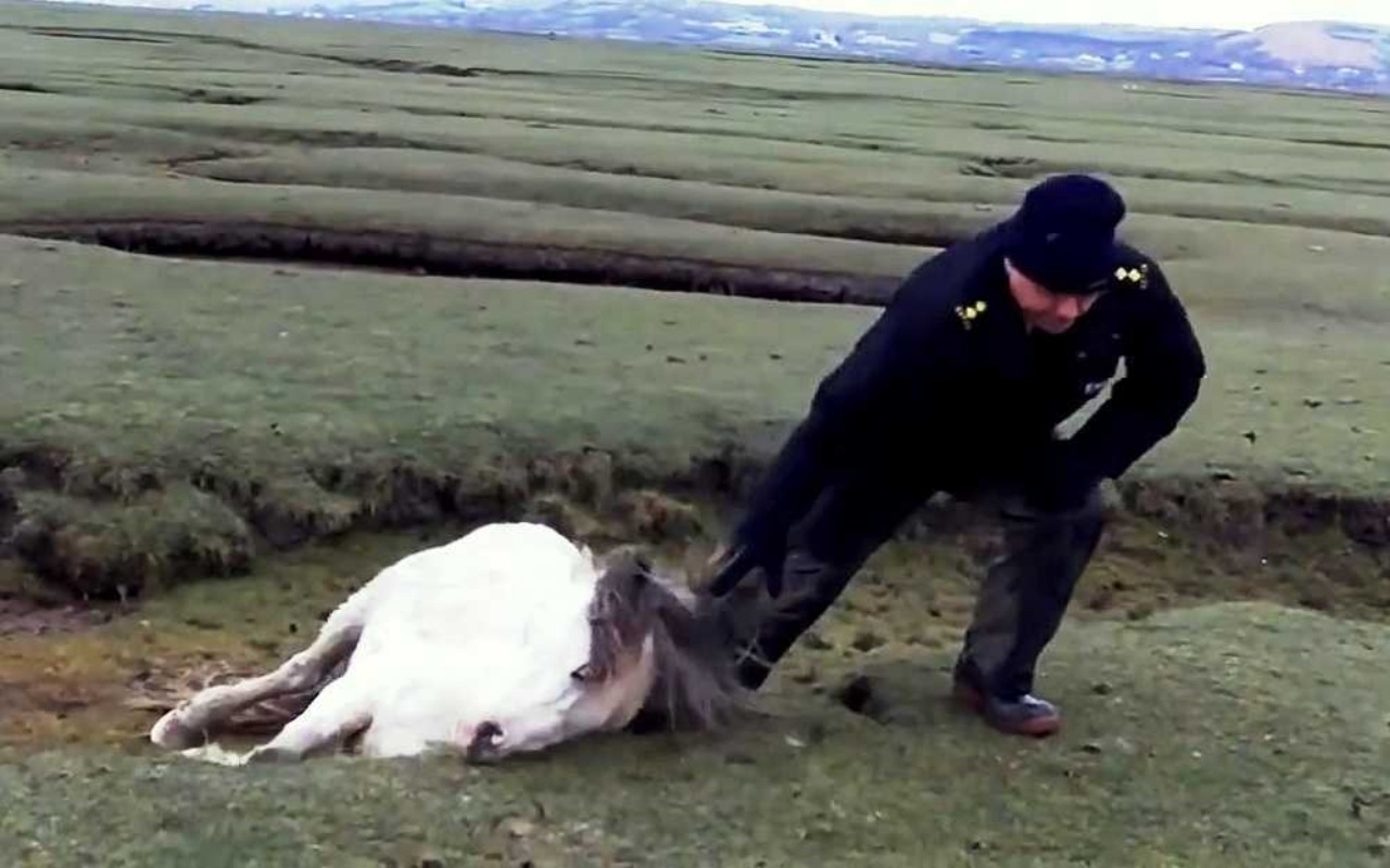 Cavalla cade ed il puledro va in panico: un agente le salva la vita