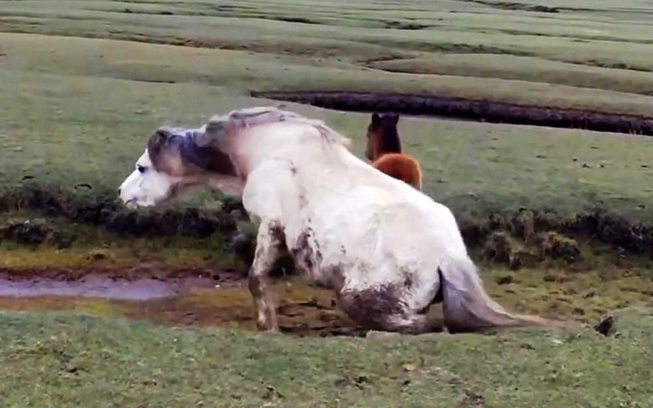 Cavalla cade ed il puledro va in panico: un agente le salva la vita