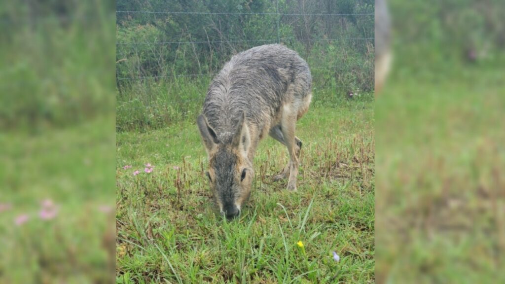 L'animale sembrava smarrito, così gli agenti decisero di intervenire