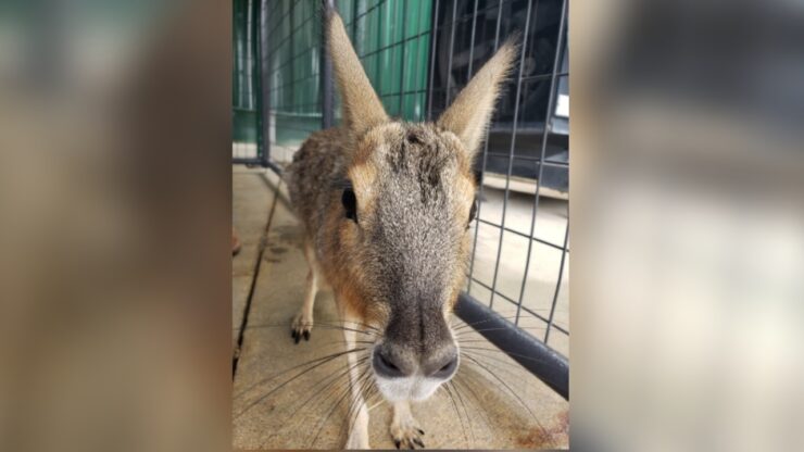 Creatura misteriosa è stata ritrovata in autostrada