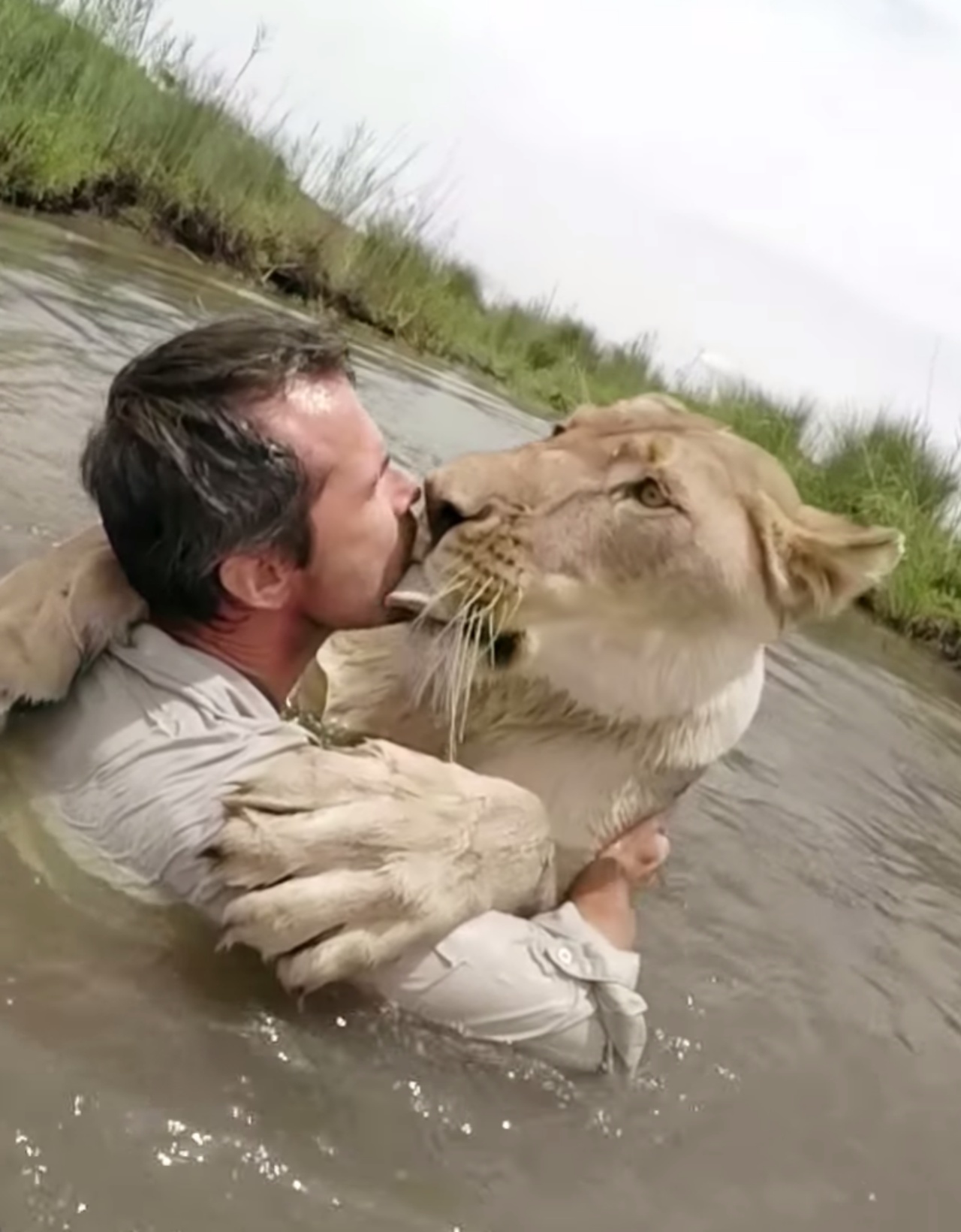 Cuccioli di leone rivedono il loro salvatore