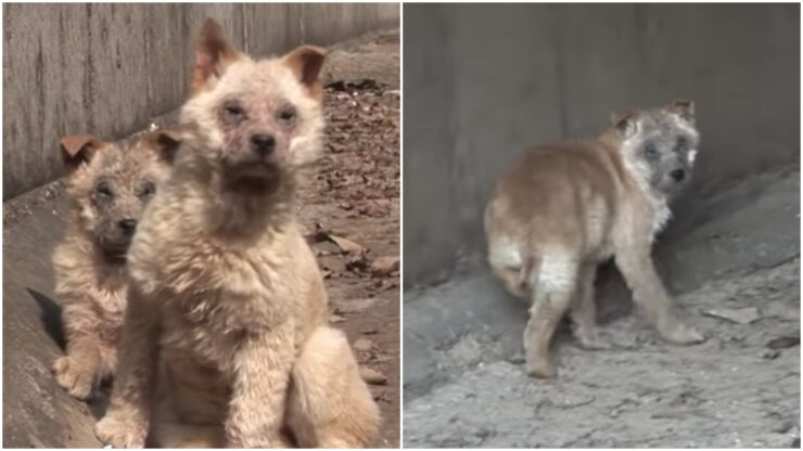 Cuccioli malati in un'azienda agricola: un uomo salva loro la vita