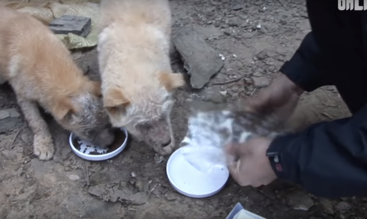 Cuccioli malati in un'azienda agricola: un uomo salva loro la vita