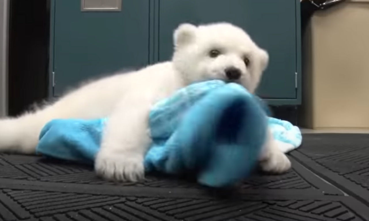 Volontari si prendono cura di un cucciolo di orso polare
