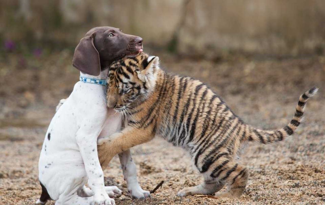 Cucciolo di tigre ed un cagnolino diventano migliori amici