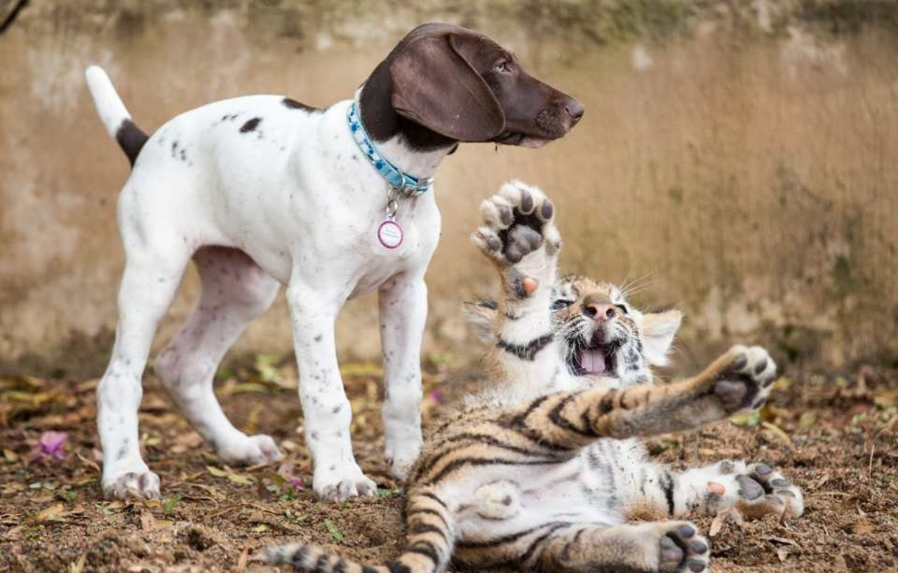 Cucciolo di tigre ed un cagnolino diventano migliori amici